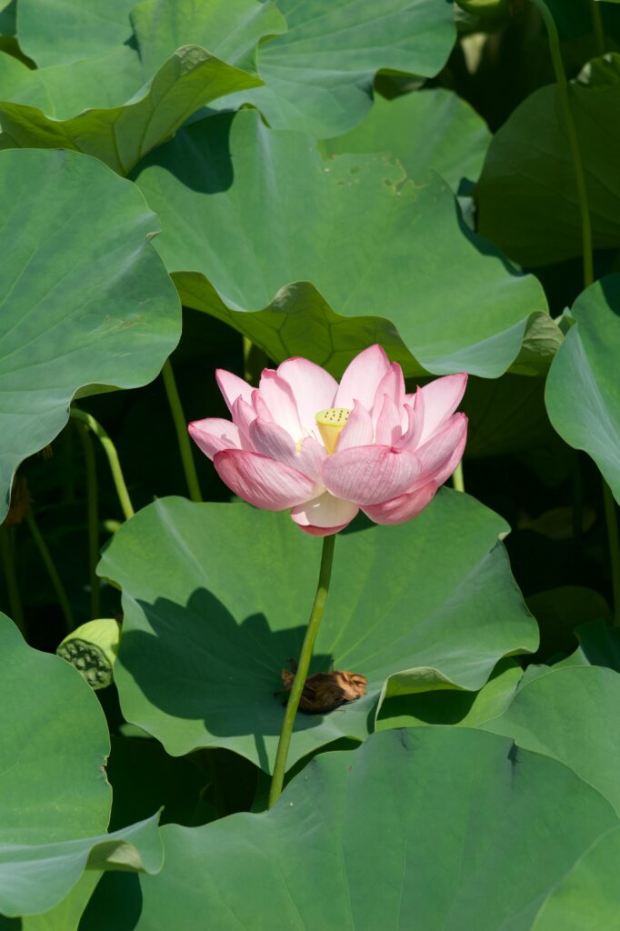 Ein Zen-Garten im Japan Garten bietet durch gekehrten Kies und strategisch platzierte Steine eine beruhigende und meditative Umgebung.